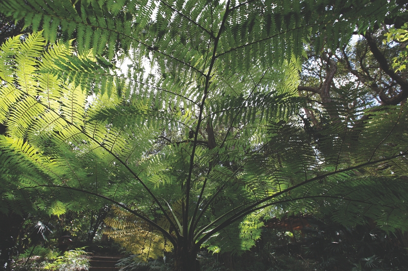 Garden1.JPG