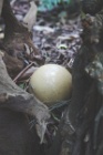 Ball1