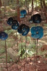 Blueblooms1