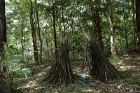 Bower1