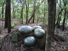 Bunyip1