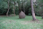 Cocoon1