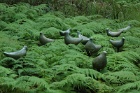 Fernbirds2