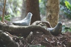 Fernbirds4