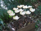 Flowerbox1