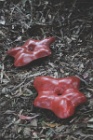 ForestFungi1