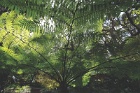 Garden1