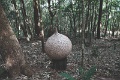 Onion1