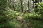 Path1