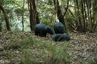 Wombats1